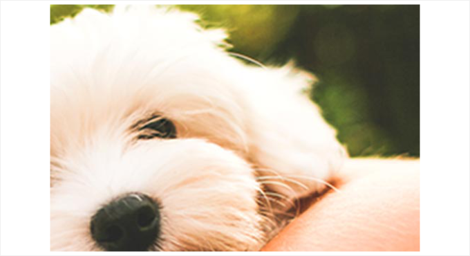 Blurred zoomed image preview Blurred zoomed image preview