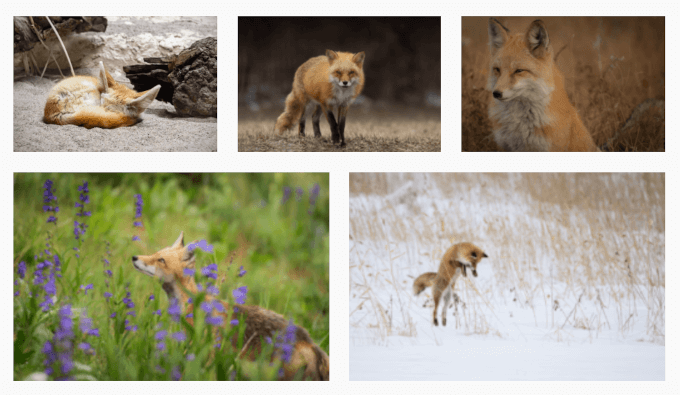 Galleria di immagini su un sito WordPress